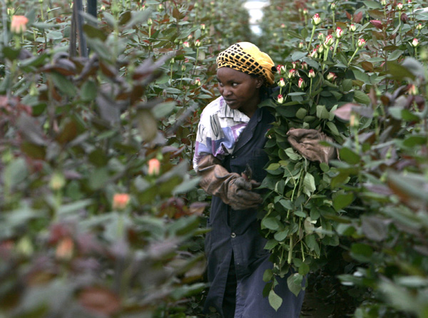 Picking roses at a flower farm in Naivasha, Kenya