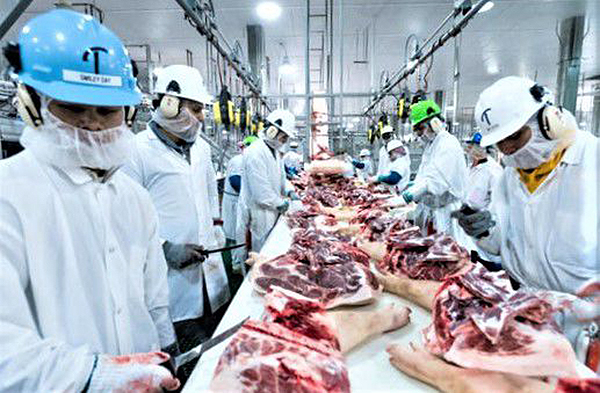 Pork deboning in plant