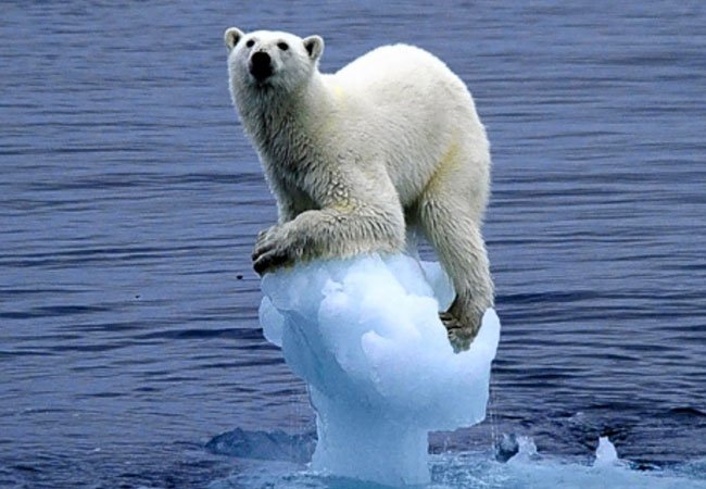 polar bear on ice