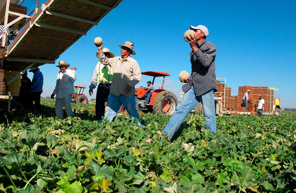 Monterey farmworkers