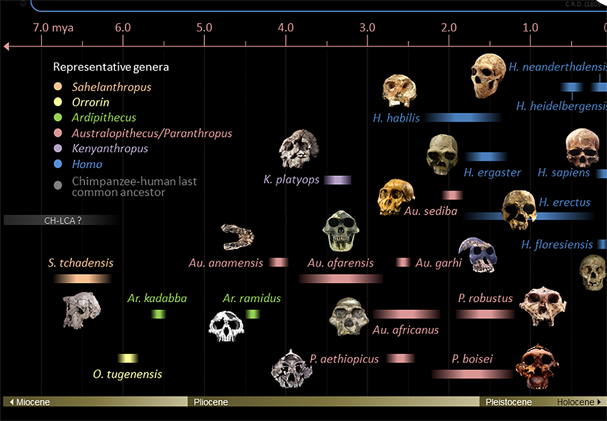 Homonid timeline chart.