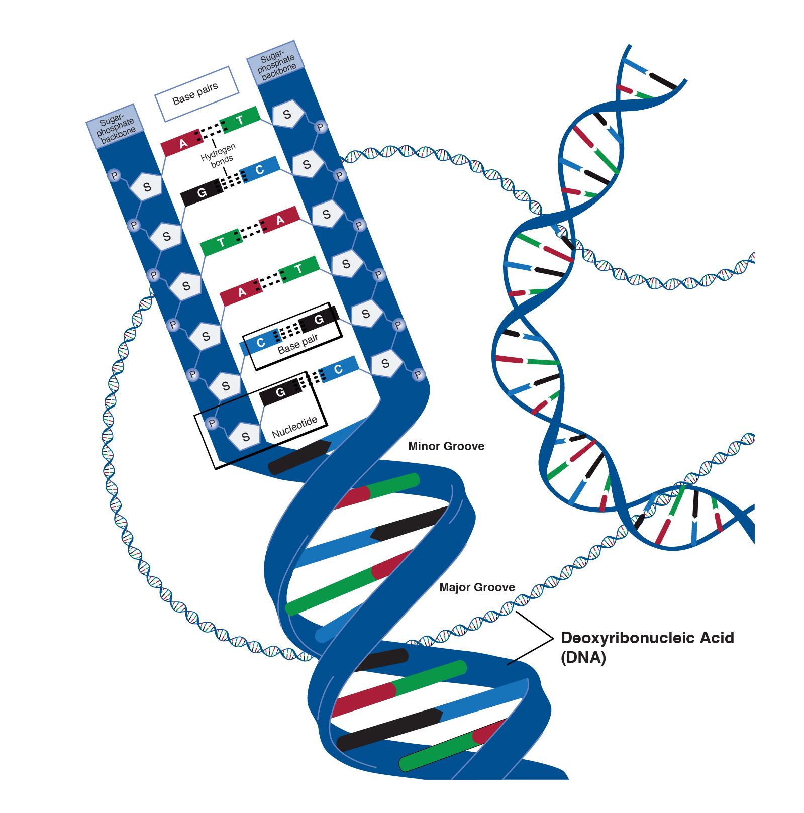 Double helix of DNA molecule