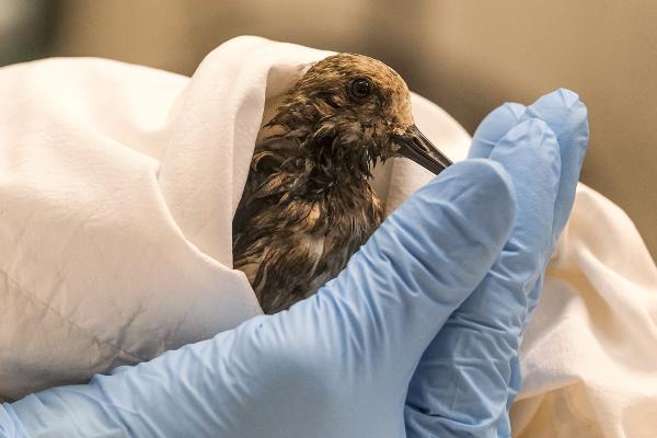 Environmentalist helps clean oil from a sanderling affected by California oil spill.