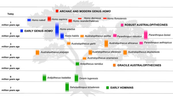 Hominin Family Tree stretching back 7 million years.