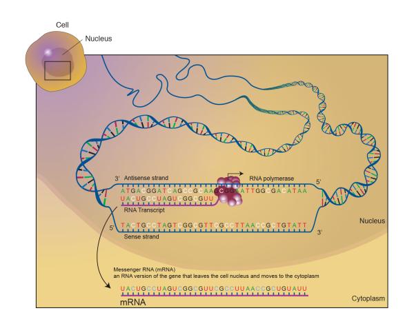 Diagram of mRNA, messenger RNA.