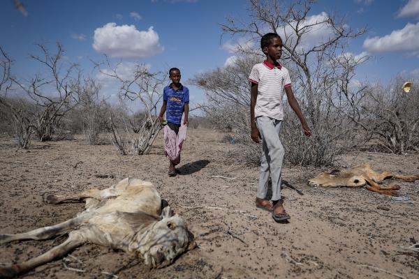 Children of herders walk past cattle carcasses during drought in the desert in Kenya.