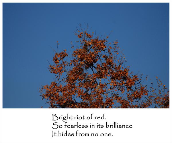 top of bright red maple tree against deep blue sky