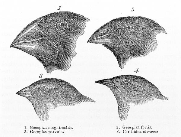 Charles Darwin journal sketch of four kinds of finch.