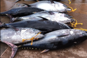 Bluefin tuna