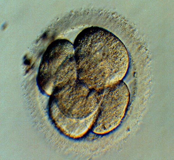 A multi-celled human embryo.