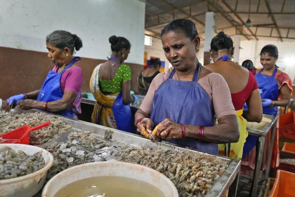 Women peel shrimp in a tin-roofed processing shed in the hamlet of the Tallarevu, India, February 11, 2024.