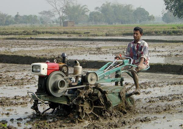 Plowing soil for rice transplanting in Bangladesh.
