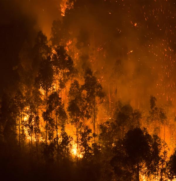 A wildfire burns near Concepcion, Chile, January 19, 2026.