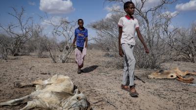 Children in Kenya, cattle killed by drought
