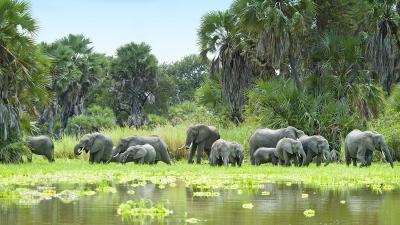 The Selous Game Reserve in Tanzania, with grazing elephants,  is under threat from pressure for uranium mining. 