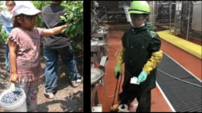 Left: Immigrant girl, 6, and her brother, 9, pick blueberries to increase family income. Right: A child (face blurred) cleaning a slaughterhouse. Packers Sanitation Services Inc. (PSSI) employed 102 children as young as 13.