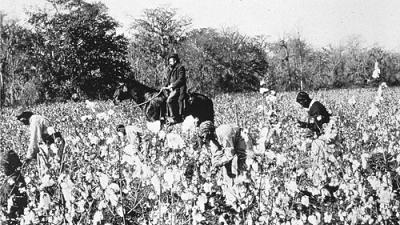 Slaves picking cotton while being observed by an overseer on horseback, c. 1850