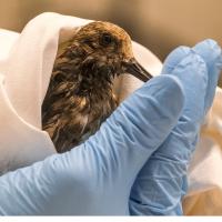 Oil covered bird