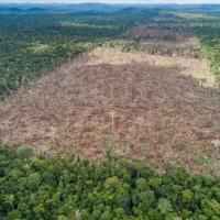 Deforestation in the Amazon
