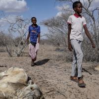 Children in Kenya, cattle killed by drought
