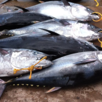 Bluefin tuna
