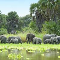 The Selous Game Reserve in Tanzania, with grazing elephants,  is under threat from pressure for uranium mining. 