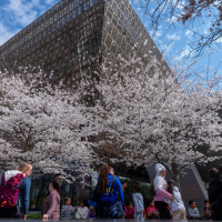 The Whitewashing of the American Brain