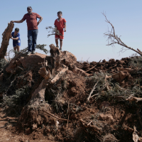 Palestinian farmer and his children check the olive trees that were uprooted from their land by an Israeli military raid in the West Bank village of Al-Mughayyir, August 24, 2025.