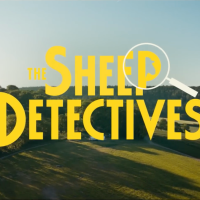 Screengrab from movie trailer “Sheep Detectives”