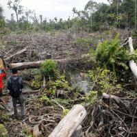 Indonesia-deforestation-2011-AP111127121460-600px.jpg